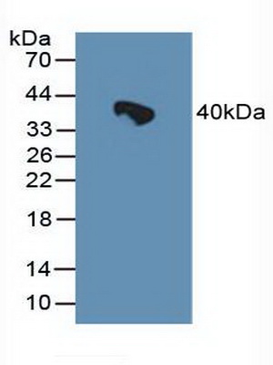 4428