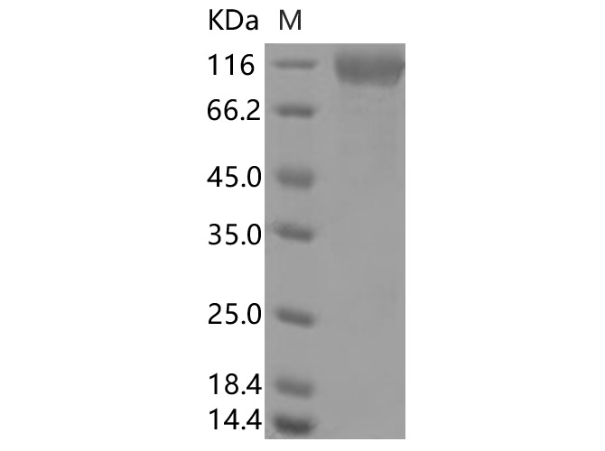 Валидация Elabscience PKSR030531(5847)