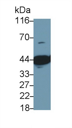 26719
