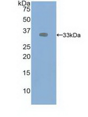 40300