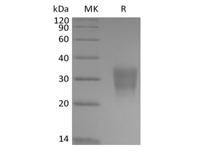 Валидация Elabscience PKSH034044(4275)