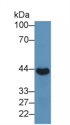 12082