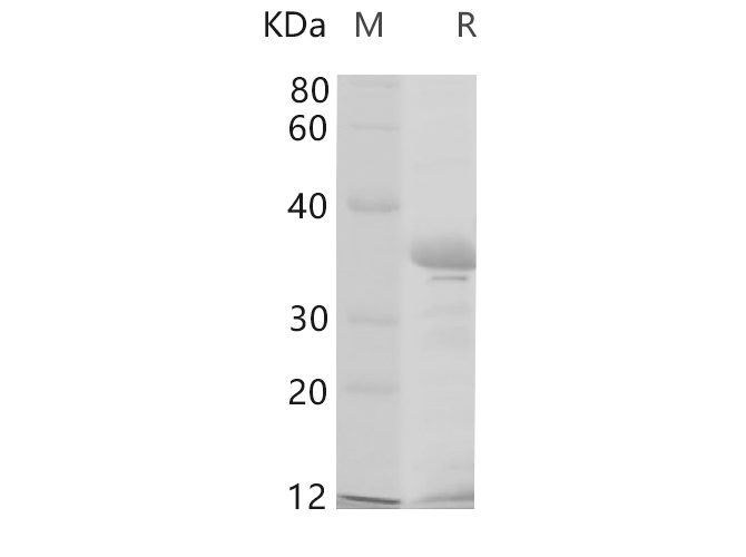 Валидация Elabscience PDEH100708(183)