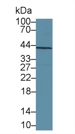 13331