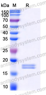 EHA04001, SDS-PAGE
