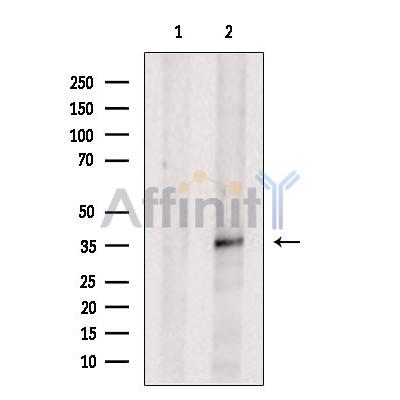 Валидация Affinity DF6233 - 17515