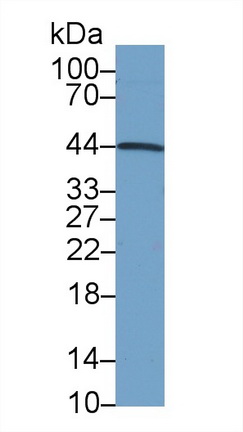 10521
