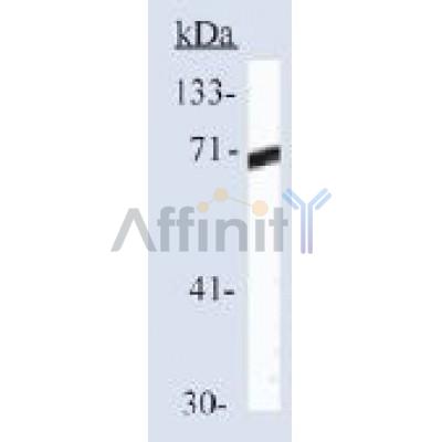 Валидация Affinity AF5466 - 3125