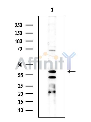 Валидация Affinity DF15518 - 11899