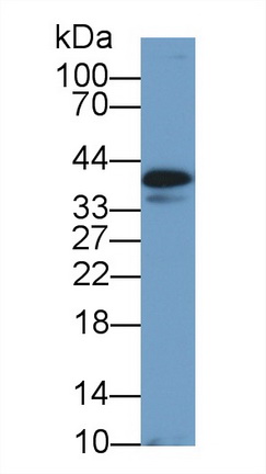 9684