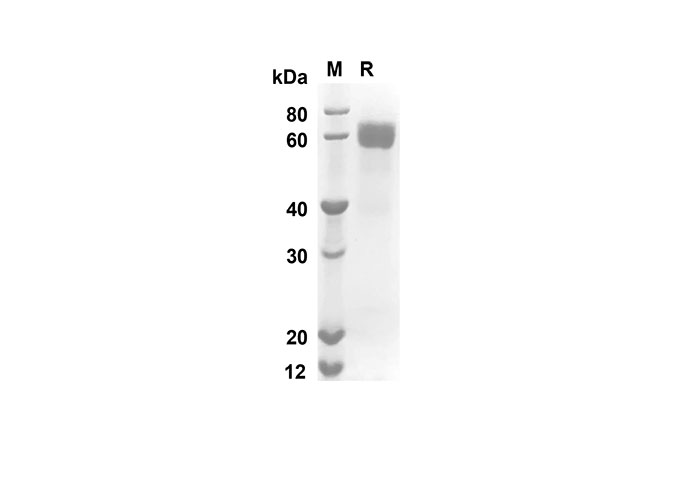 Валидация Elabscience PDMM100055(1031)
