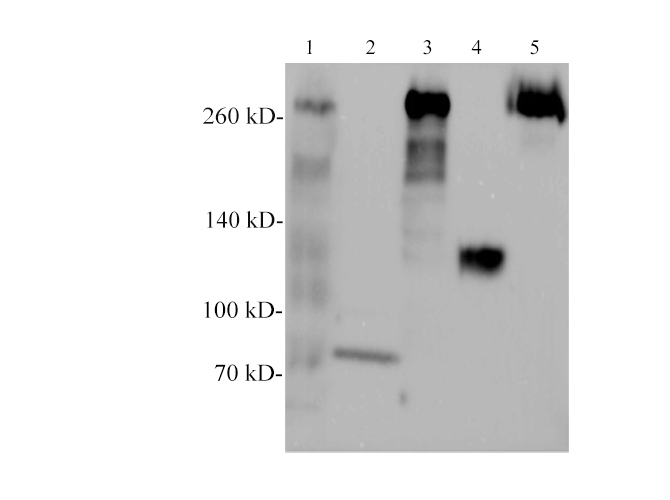 Валидация Elabscience E-AB-40582