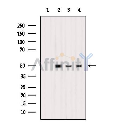 Валидация Affinity DF9003 - 21213