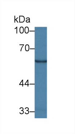 9864