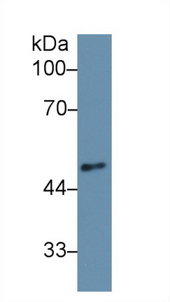 9619
