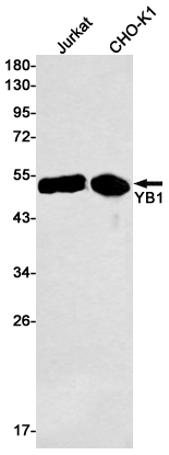 Валидация AssayVector ARM2801(5528)
