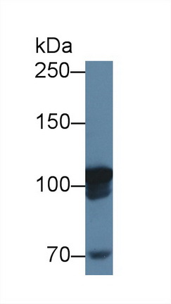 12781