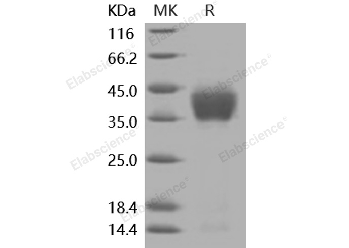 Валидация Elabscience PKSM040934(4876)