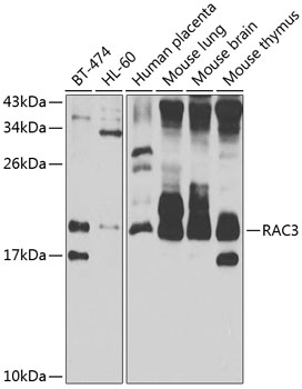 Валидация Elabscience E-AB-67879