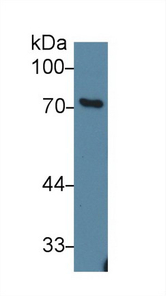 10017