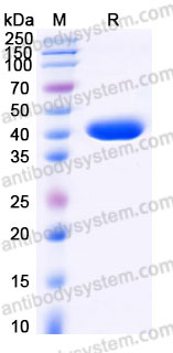 AHD95102, SDS-PAGE