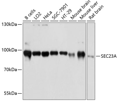 Валидация Elabscience E-AB-63626
