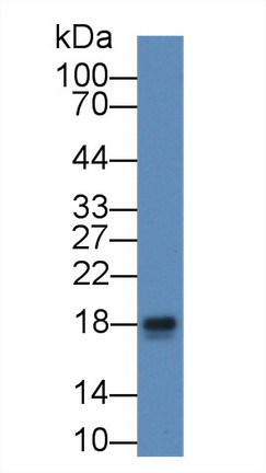 10986