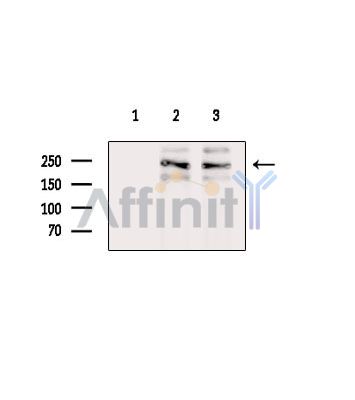 Валидация Affinity DF15750 - 12229