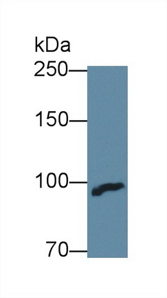 12571