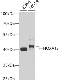 Валидация Elabscience E-AB-64890