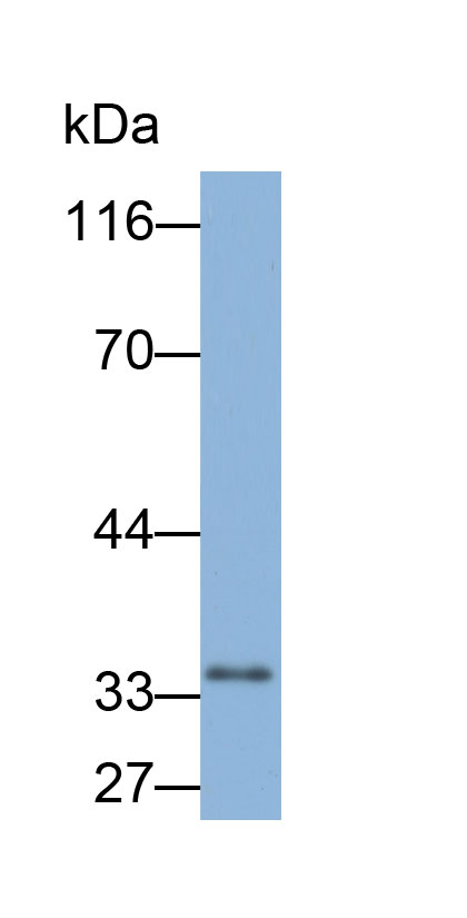 32828