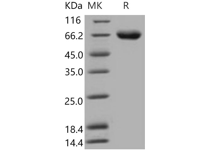 Валидация Elabscience PKSM040812(4776)