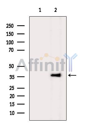 Валидация Affinity DF10271 - 5877