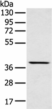 Валидация Elabscience E-AB-53394