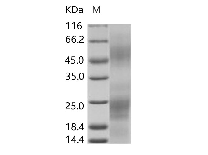 Валидация Elabscience PKSV030162(5939)