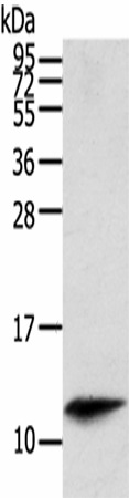 Валидация Elabscience E-AB-17415