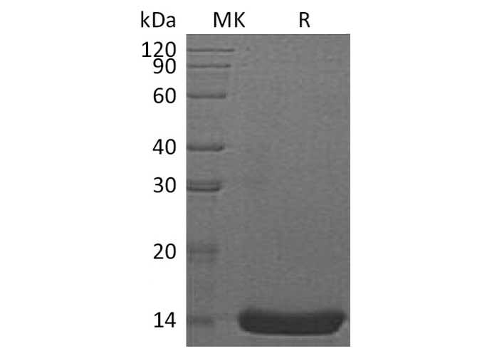 Валидация Elabscience PKSH033620(3906)