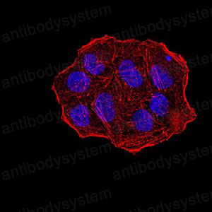 Валидация IF - AntibodySystem RHK42702 (1517)