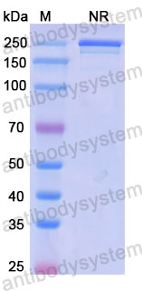 Валидация SDS-PAGE - AntibodySystem RHK81504