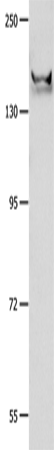 Валидация Elabscience E-AB-15807