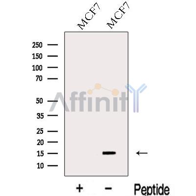 Валидация Affinity DF13133 - 8064