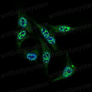 Валидация IF - AntibodySystem RHN93001