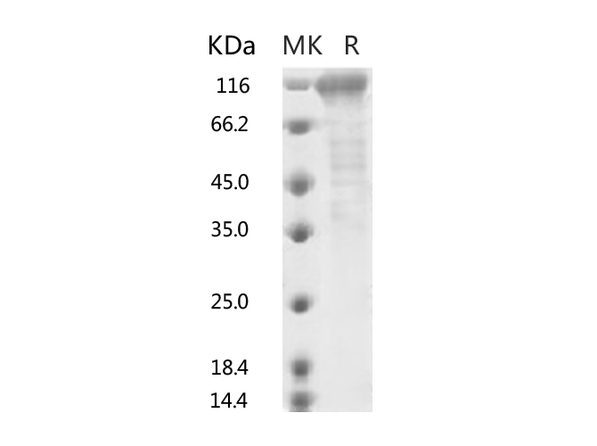 Валидация Elabscience PKSR030517(5829)