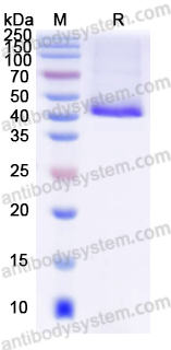 Валидация AntibodySystem YHA81901
