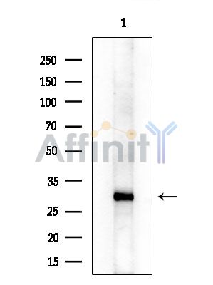 Валидация Affinity DF9141 - 21478