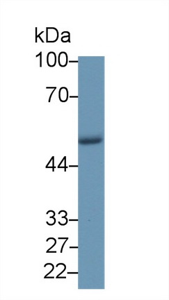 10334