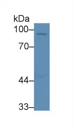 13946
