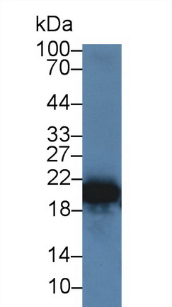 27284