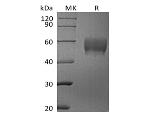 Валидация Elabscience PKSH033850(4085)