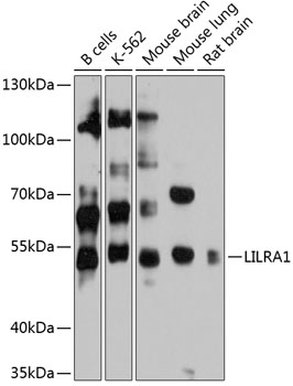 Валидация Elabscience E-AB-90344